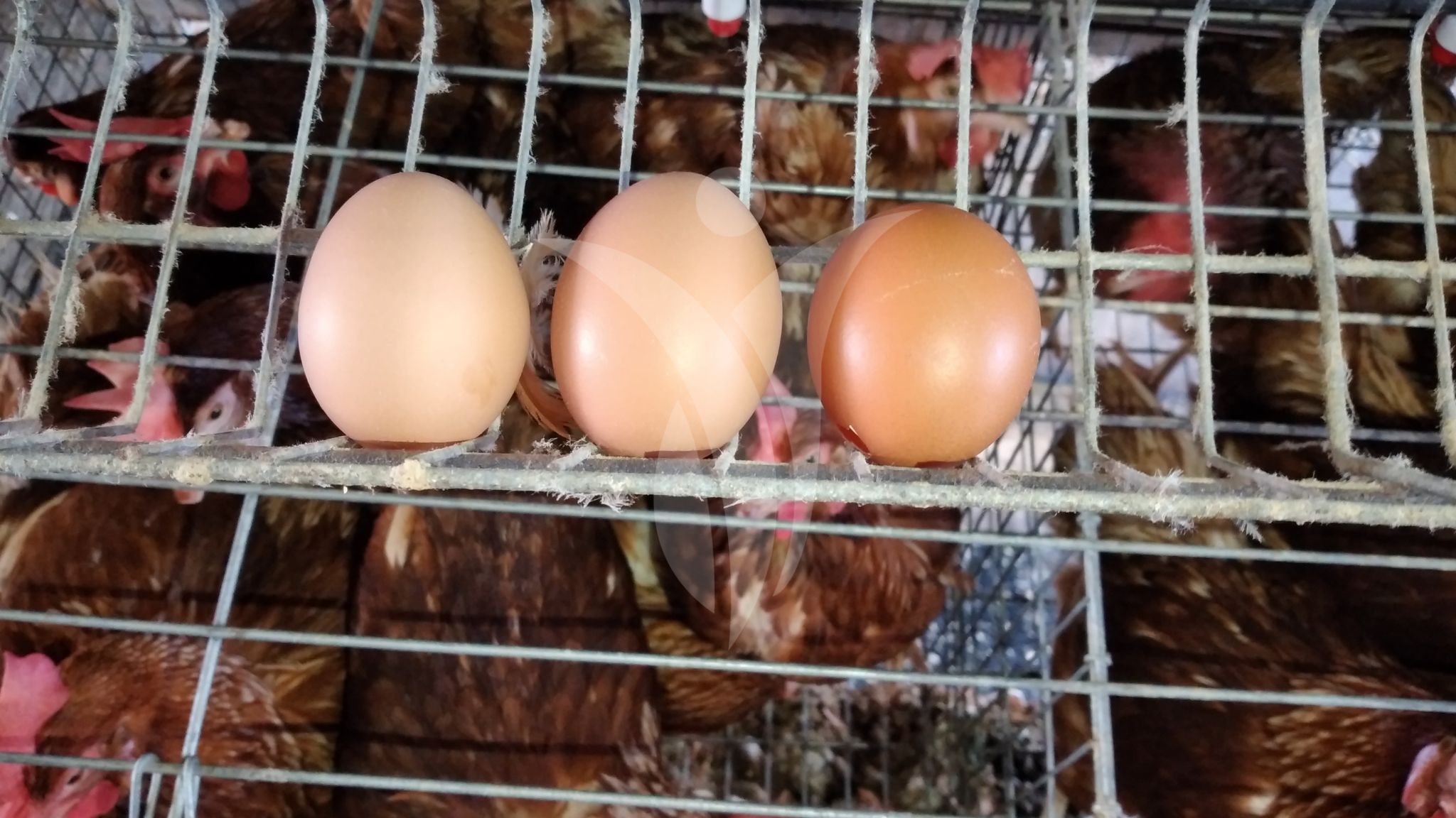 Huevos para ovoproductos Inagrofar 1